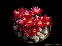 Sulcorebutia vasqueziana ssp. alba WR472 1221